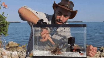 Coyote Peterson Spiked by a Wild Lionfish