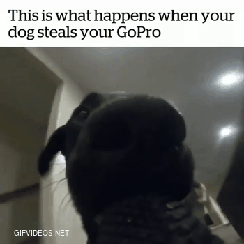 dog steals go pro