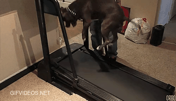 Dogs on tredmills