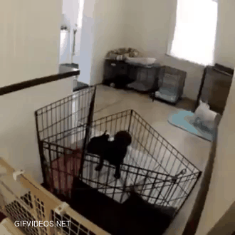Family sets up video to see how their Frenchie kept getting into the kitchen