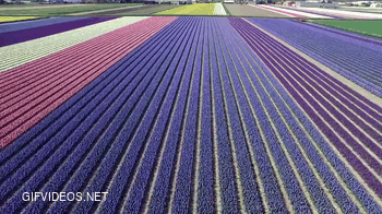 Flying over the flower fields of the Netherlands