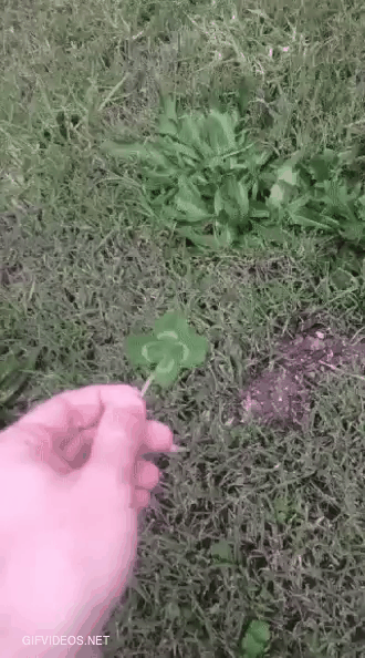 Found a 4 leaf clover, for dog hhaa