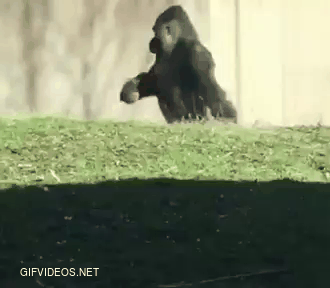 Gorilla walks on two legs when carrying snacks.
