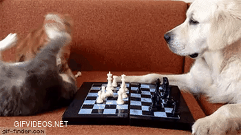 He just wants to play some chess, but the cats can't agree on a damn move