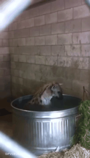Hyena fucking love baths