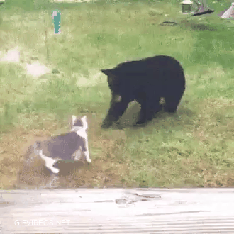 If the dog had become frightened and ran away,the cat attacking the bear.