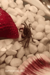 Instead of the usual LNI, enjoy this crab eating a strawberry