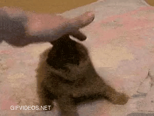 I've had enough with seeing death and destruction today, here is my favorite gif of an adorable kitten rolling over.