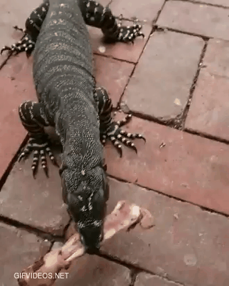 Lace monitor having a snack