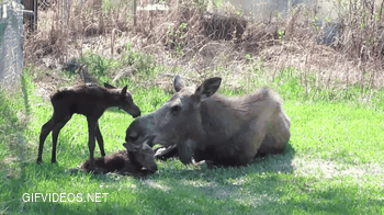 Mama Moose returns to the same yard every year to give birth