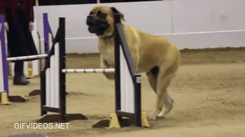 Mastiff in an agility contest