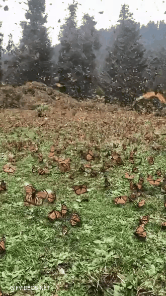 Michoacán’s Monarch Butterfly sanctuary