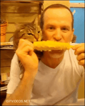 Nothing to see here, just a man and his cat sharing an ear of corn