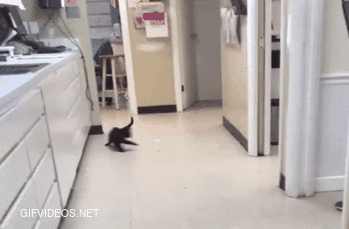 Ping pong ball chasing a kitten