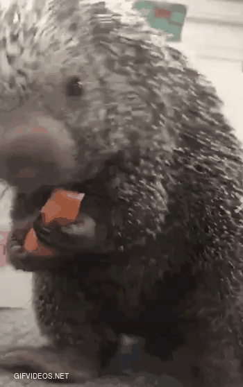 Prickles the Porcupine eating a carrot