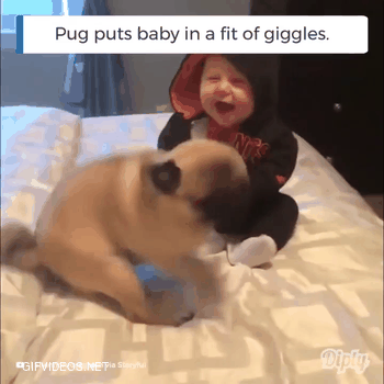 pug + baby = awesomeness