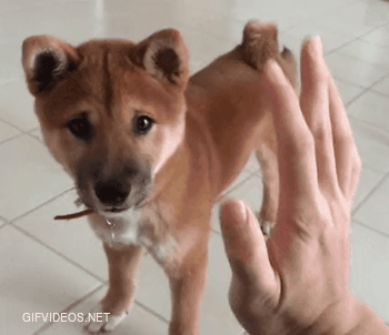 Puppy Doge Gives a High Five
