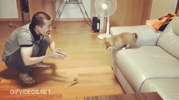 Puppy learning to jump off the couch