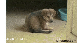 Puppy Paralyzed Back Legs