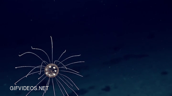 Recently discovered species of Jellyfish looks like it's animated
