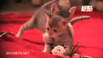 Savannah kittens honing their skills