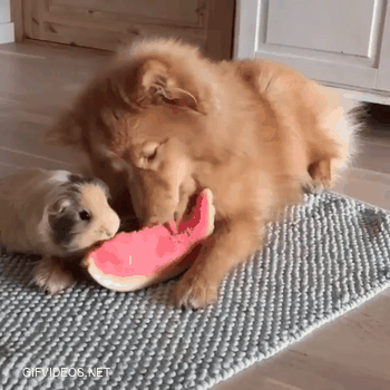 Sharing a watermelon with your buddy.