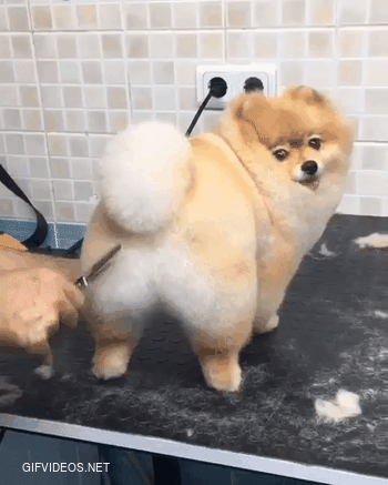 Small floof gets a haircut. 