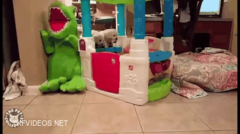 T-Rex trampled by vicious puppies.