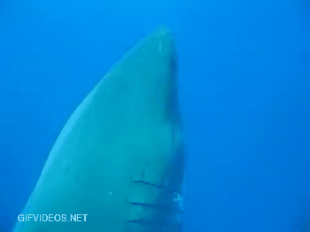 The largest Great White ever recorded on camera