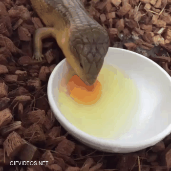 The yolks on you lizard