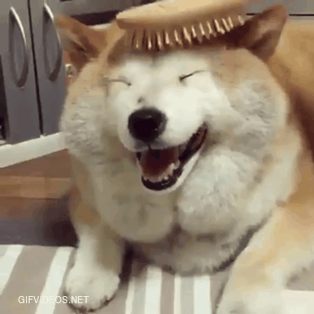 This doggo LOVES to have its fur brushed