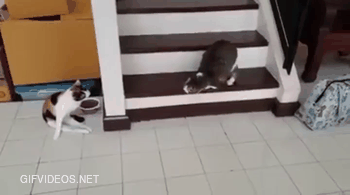 Two disabled cats demonstrating that life's beautiful no matter what