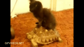 With less than 500 points to glorious, please accept this kitten riding a tortoise 