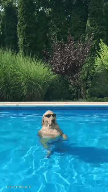 World's Coolest Dog chilling in a pool